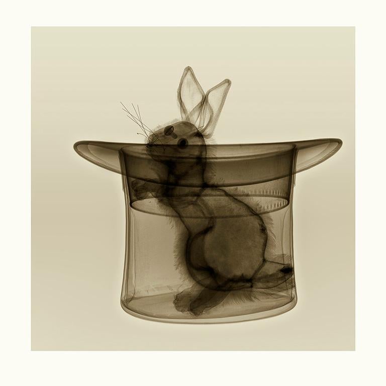 Magic With - contemporary xogram x-ray photograph rabbit hat inkjet print dibond - Print by Hugh Turvey