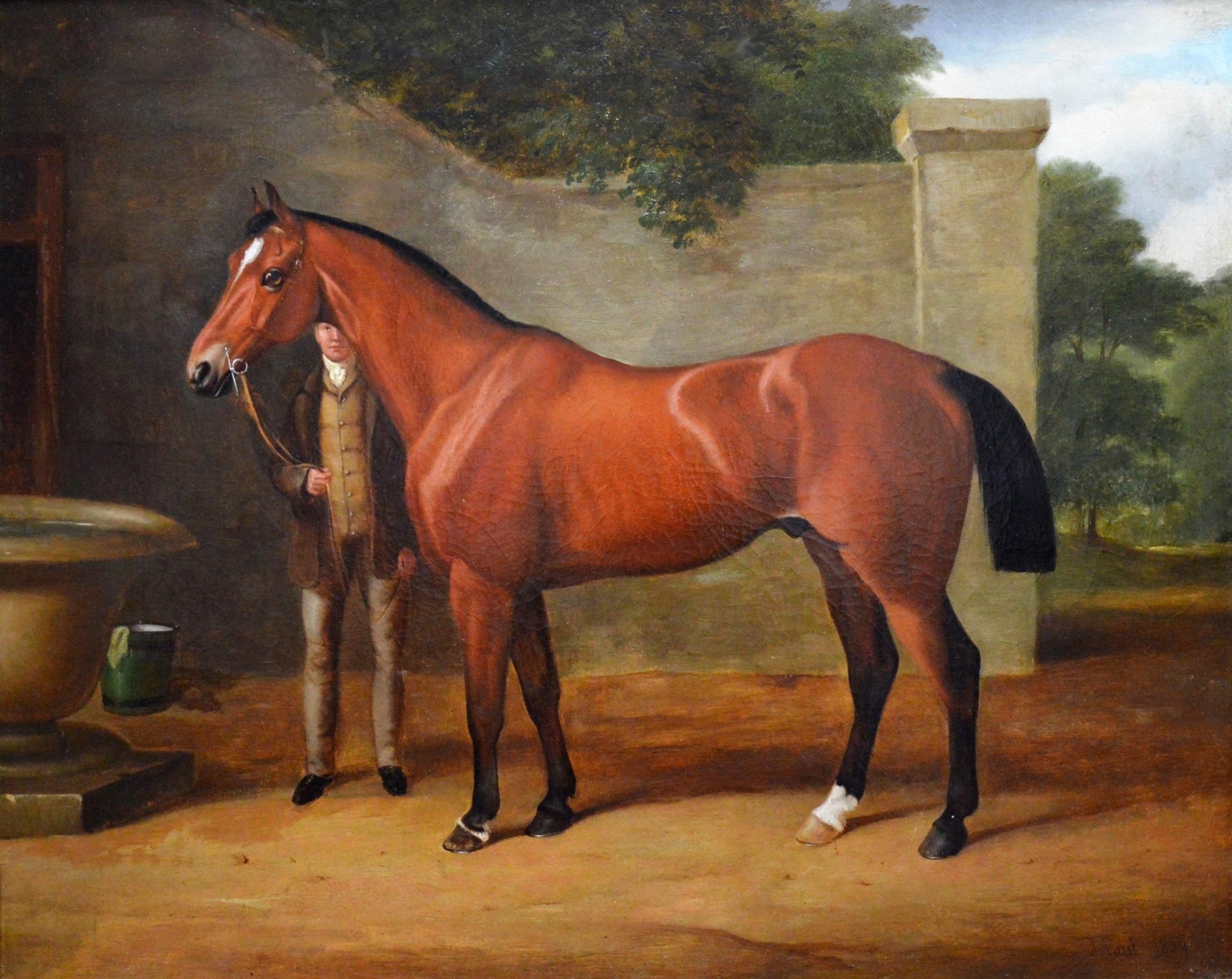collier equine