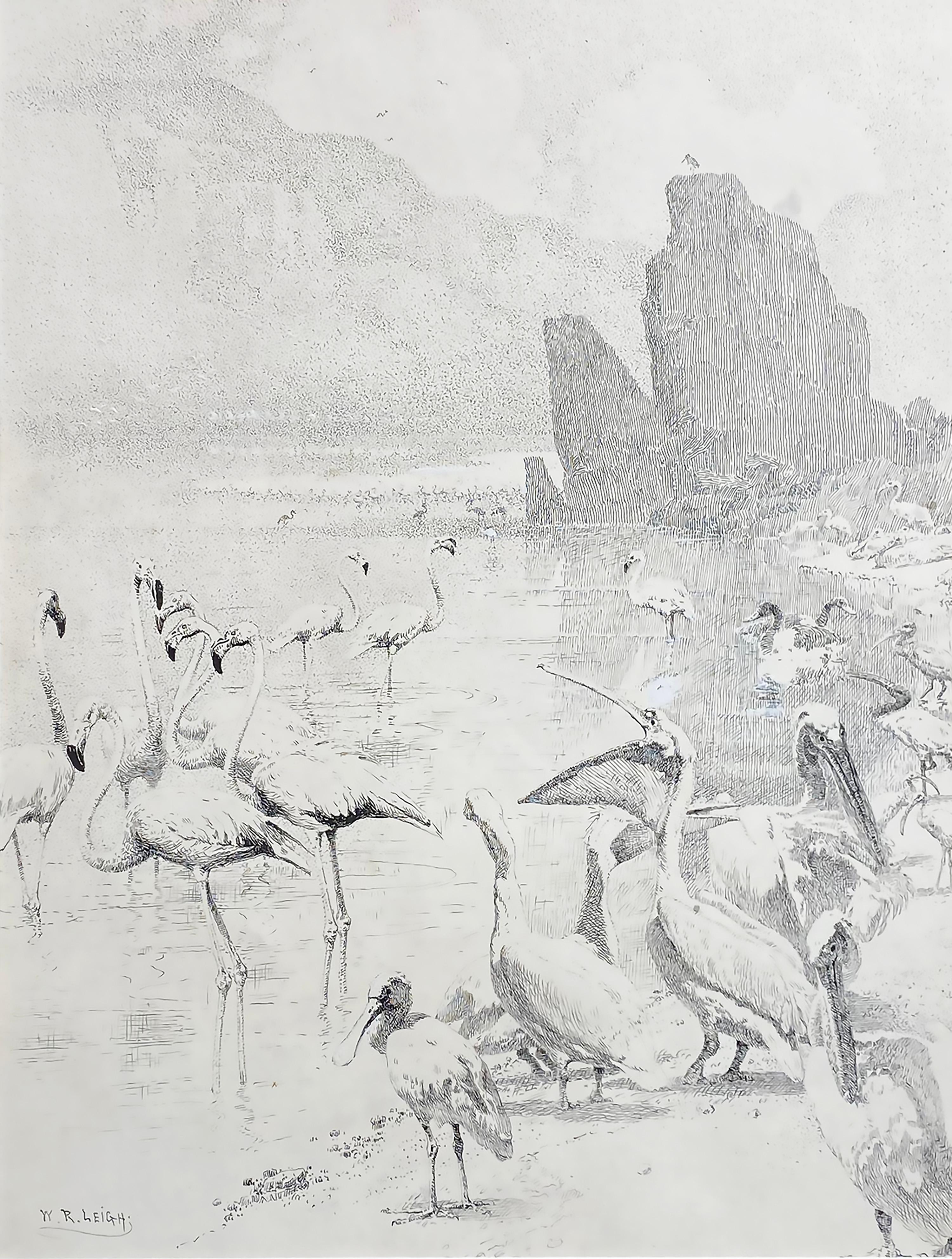 William R. Leigh Animal Art - Flamingos