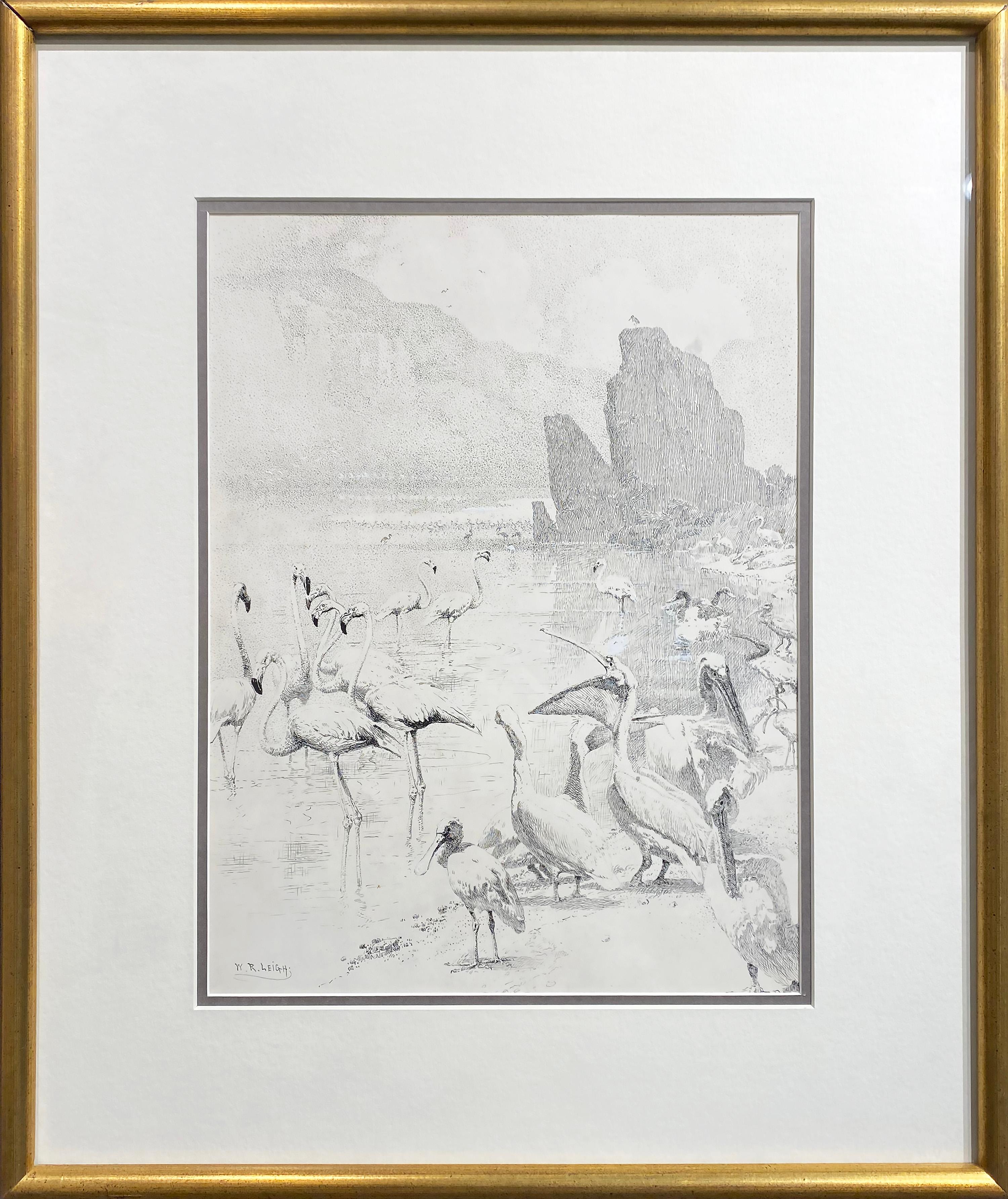 Flamingos - Art by William R. Leigh