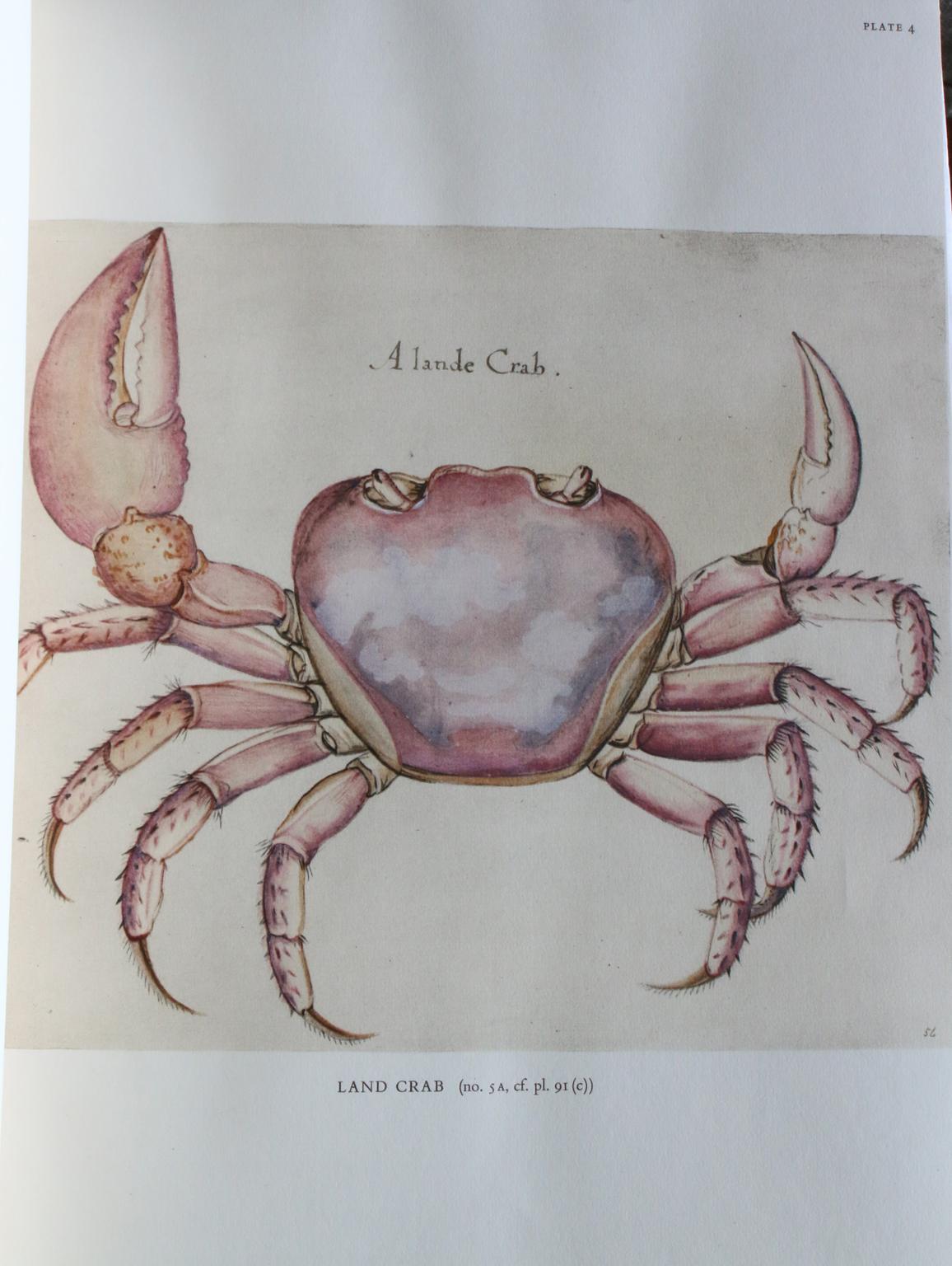I disegni americani di John Whites, 1577-1590 in vendita 11