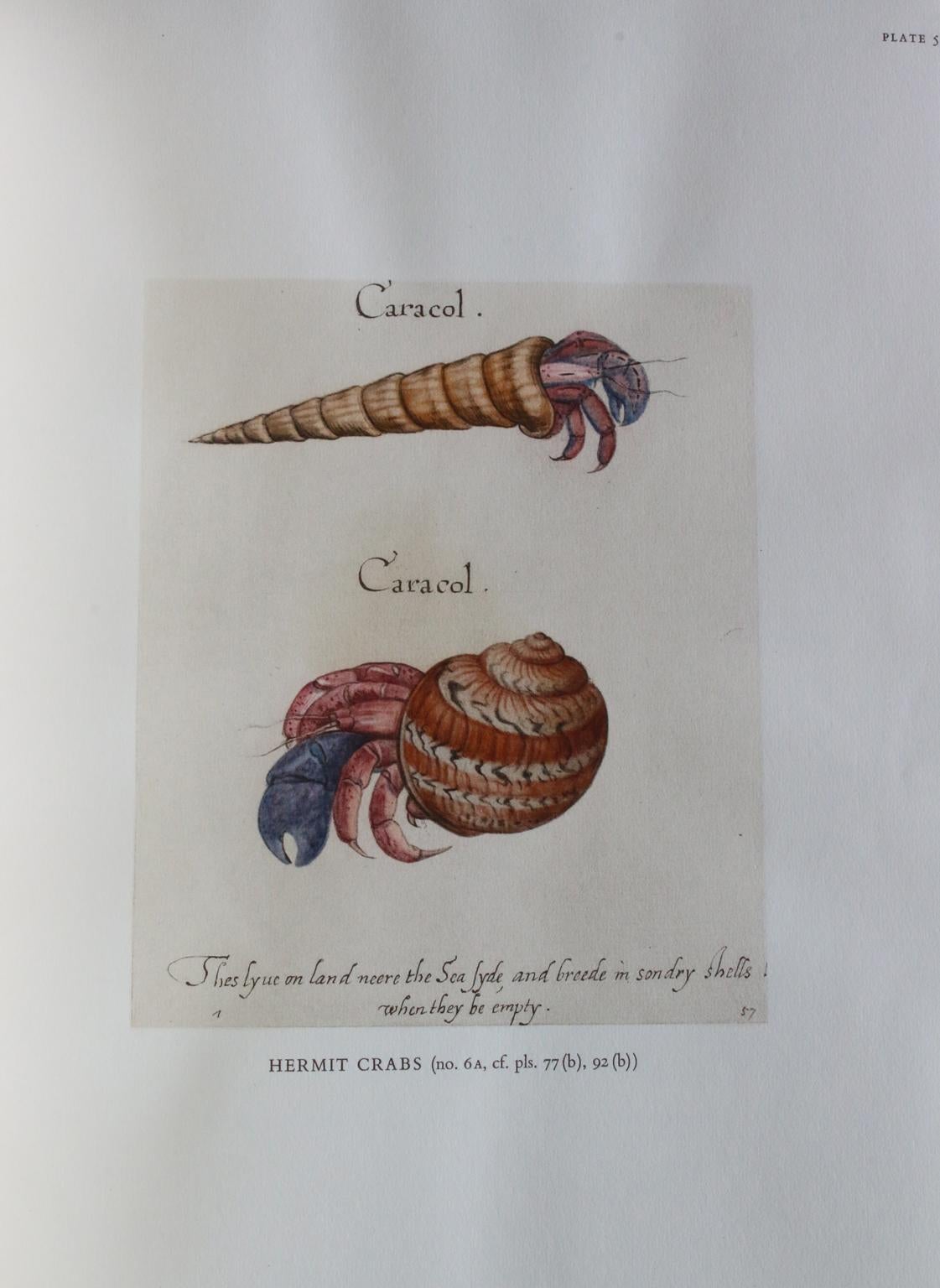 I disegni americani di John Whites, 1577-1590 in vendita 14