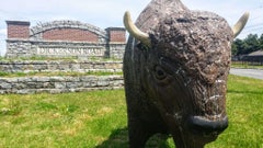 Buffalo Roam
