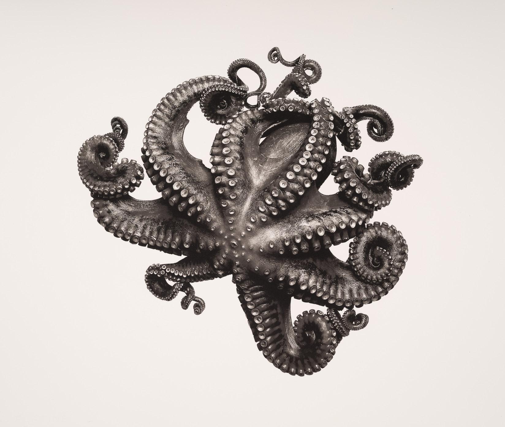 Jan C. Schlegel Still-Life Photograph - Octupus Vulgaris, Platinum Print, Photography, Contemporary, 21st Century