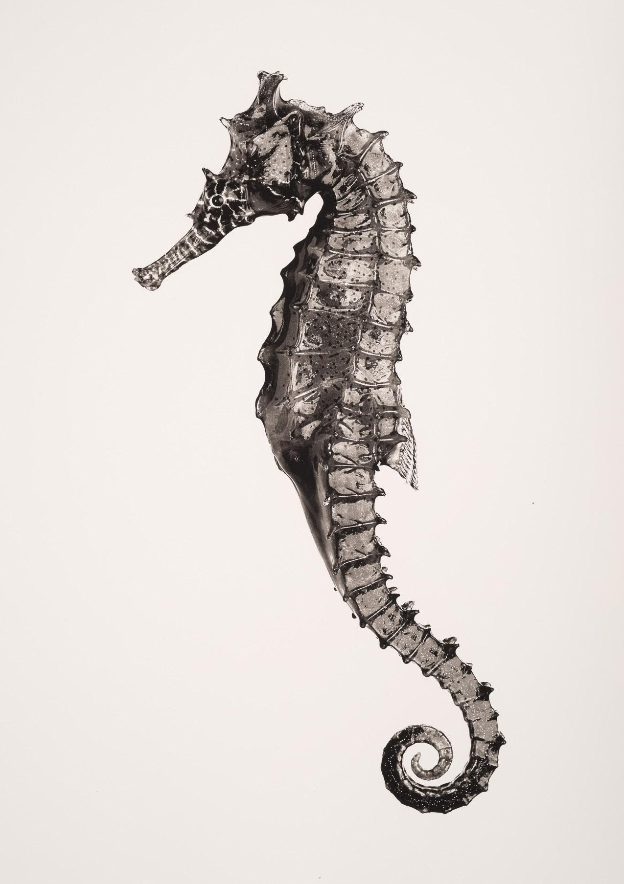 Still-Life Photograph Jan C. Schlegel - Hippocampus Barbouri (femme), impression en platine irisé, photographie, contemporaine