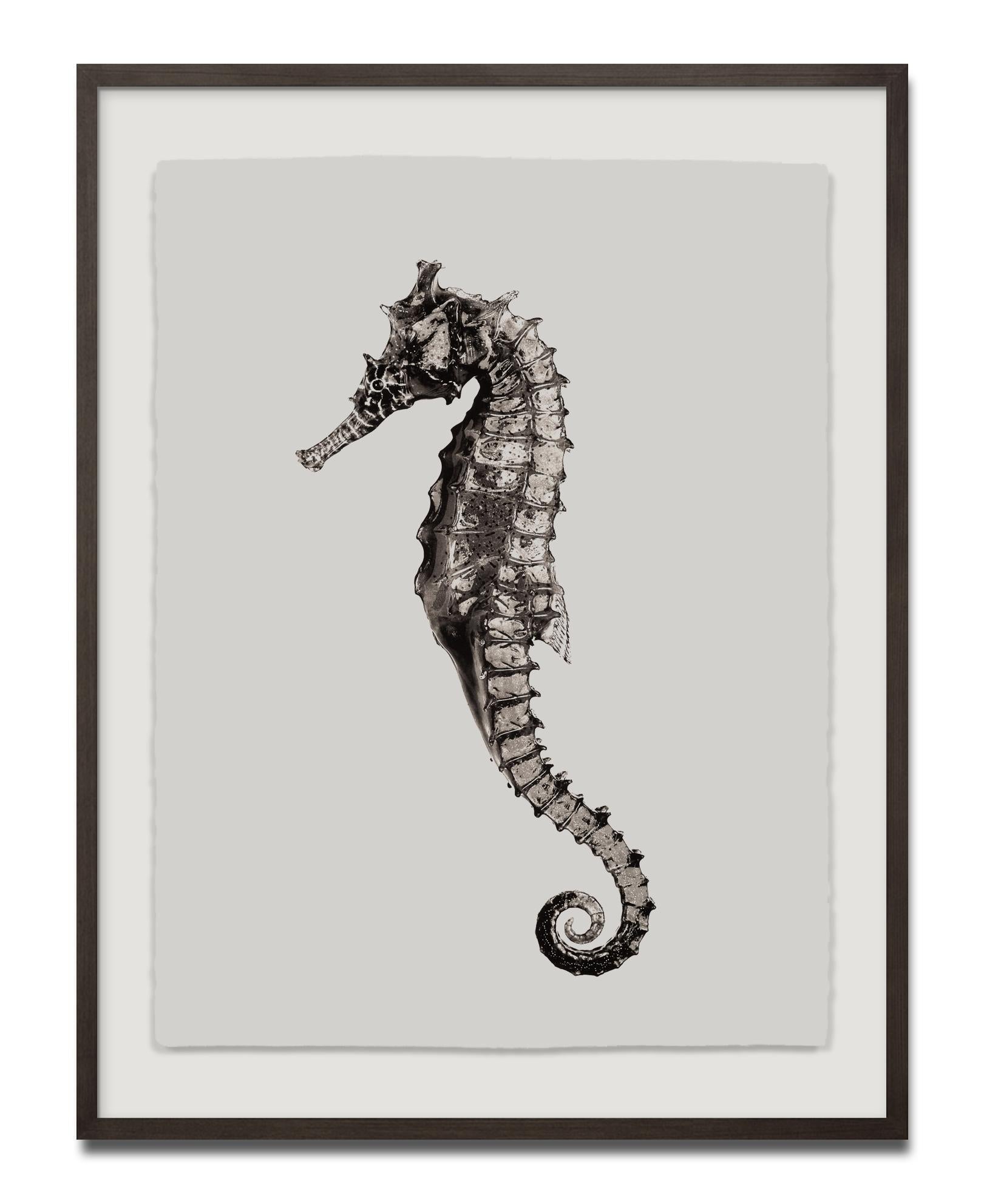 Hippocampus Barbouri (Mädchen), Platin-Iridiumdruck, Fotografie, Zeitgenössisch – Photograph von Jan C. Schlegel