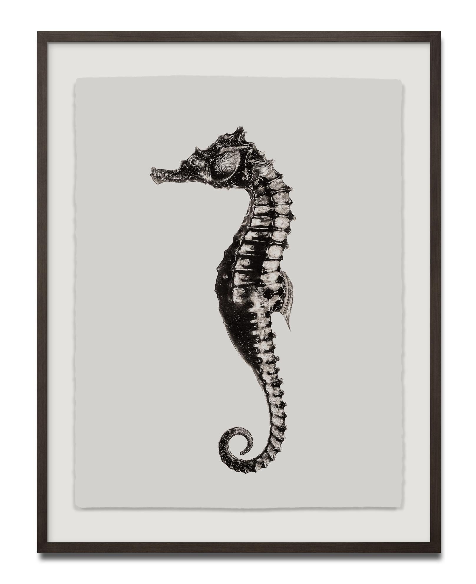 Hippocampus Barbouri (male), Platinum Iridium Print, Photography, Contemporary - Beige Still-Life Photograph by Jan C. Schlegel