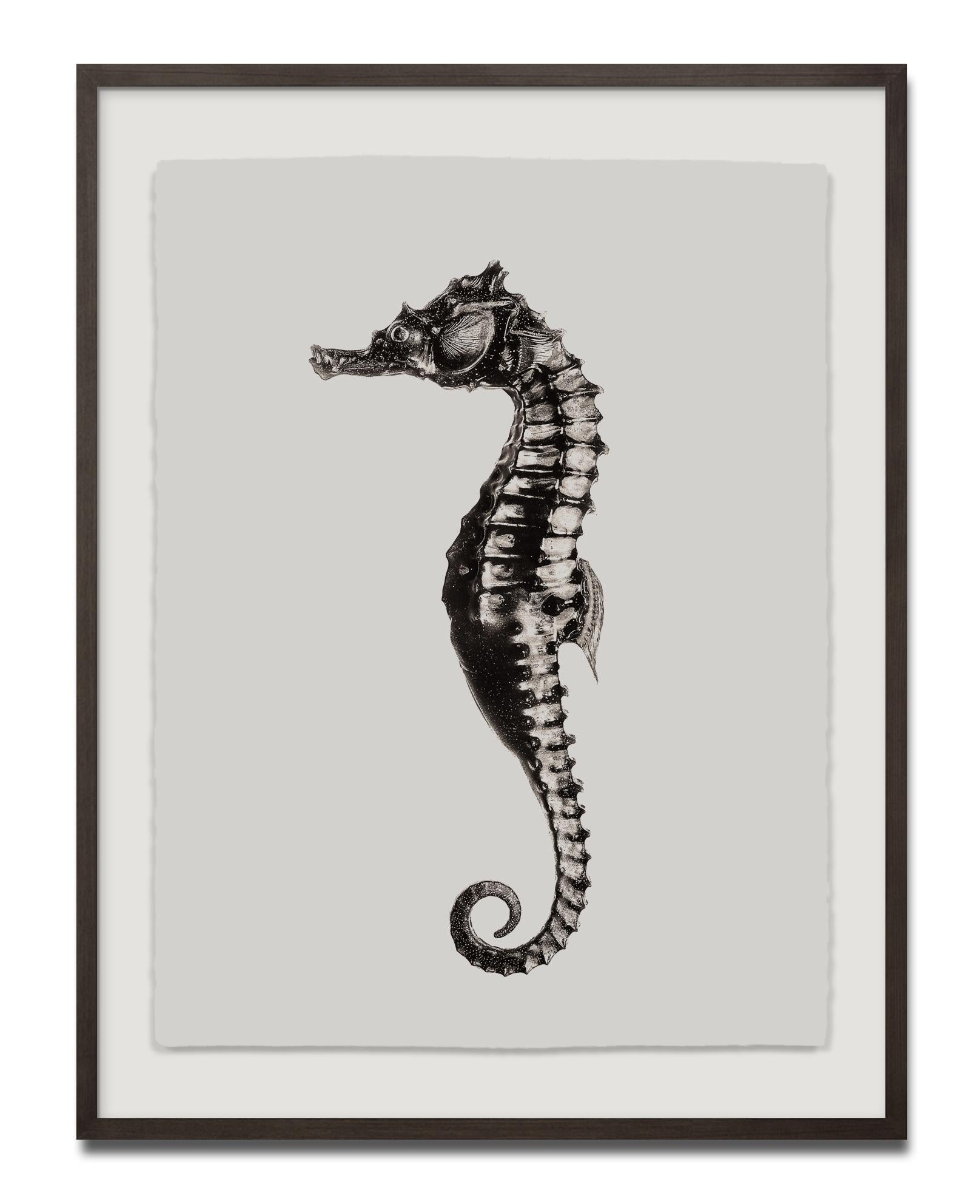 Hippocampus Barbouri (männlich), Platin-Iridium-Druck, Fotografie, Contemporary – Photograph von Jan C. Schlegel