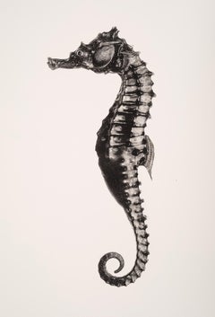 Used Hippocampus Barbouri (male), Platinum Iridium Print, Photography, Contemporary