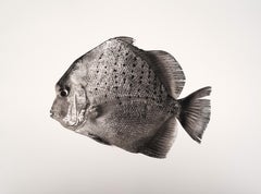 Scatophagus Argus, Platinum Iridium Print, Photography, Contemporary