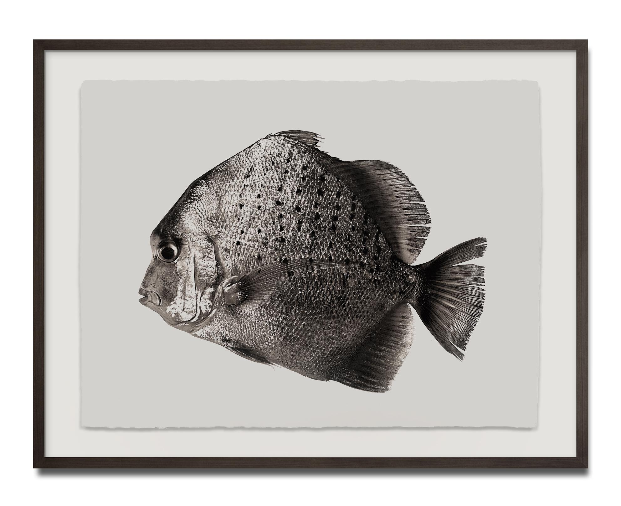 Scatophagus-Argus, Platin-Iridium-Druck, Fotografie, Zeitgenössisch (Beige), Black and White Photograph, von Jan C. Schlegel