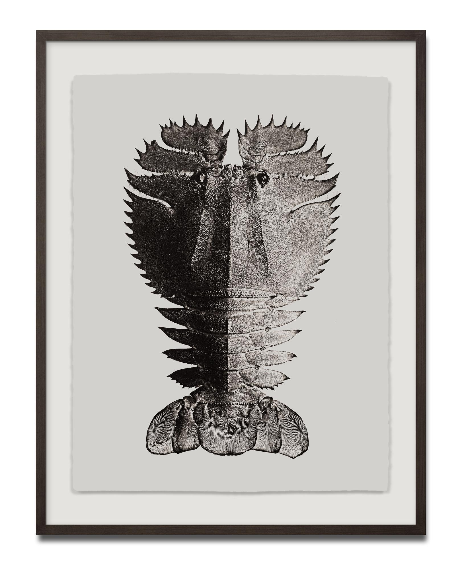Thenum Orientalis, Tirage platine irisé, Photographie, Contemporain - Beige Still-Life Photograph par Jan C. Schlegel
