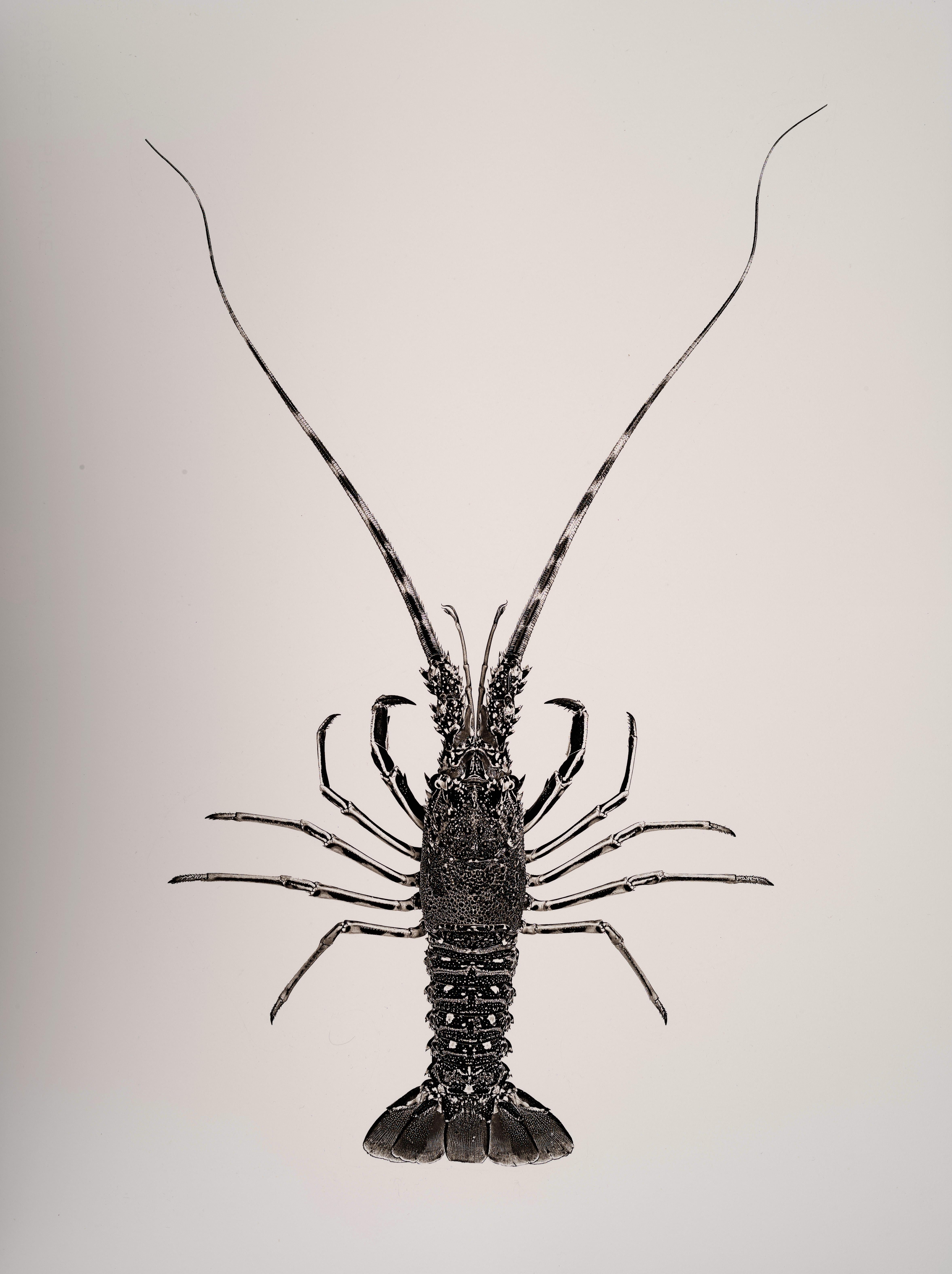 Palinurus Elephas, Tirage platine irisé, Photographie, Contemporain