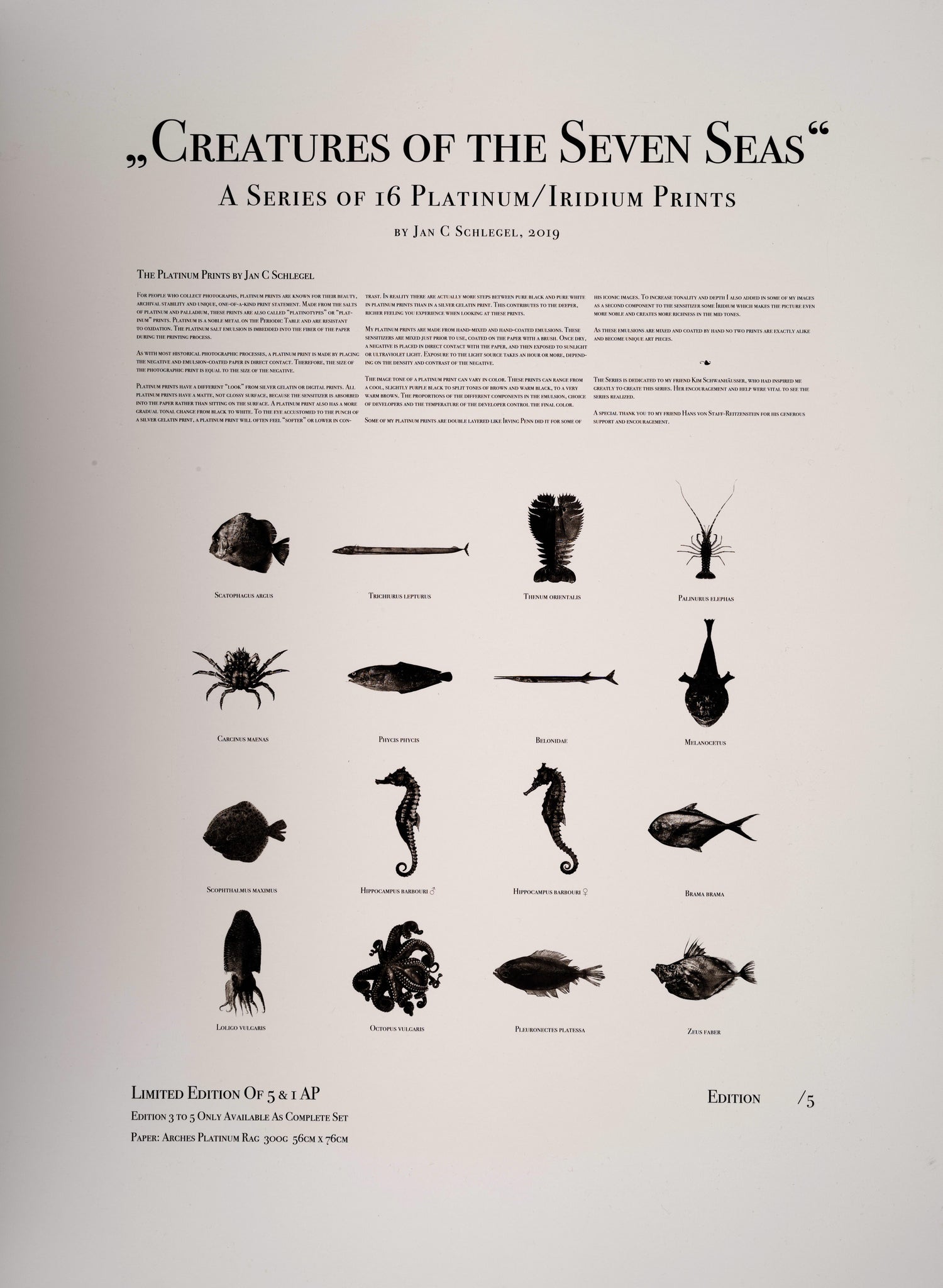 Palinurus Elephas Platinum Iridium Print Photography Contemporary