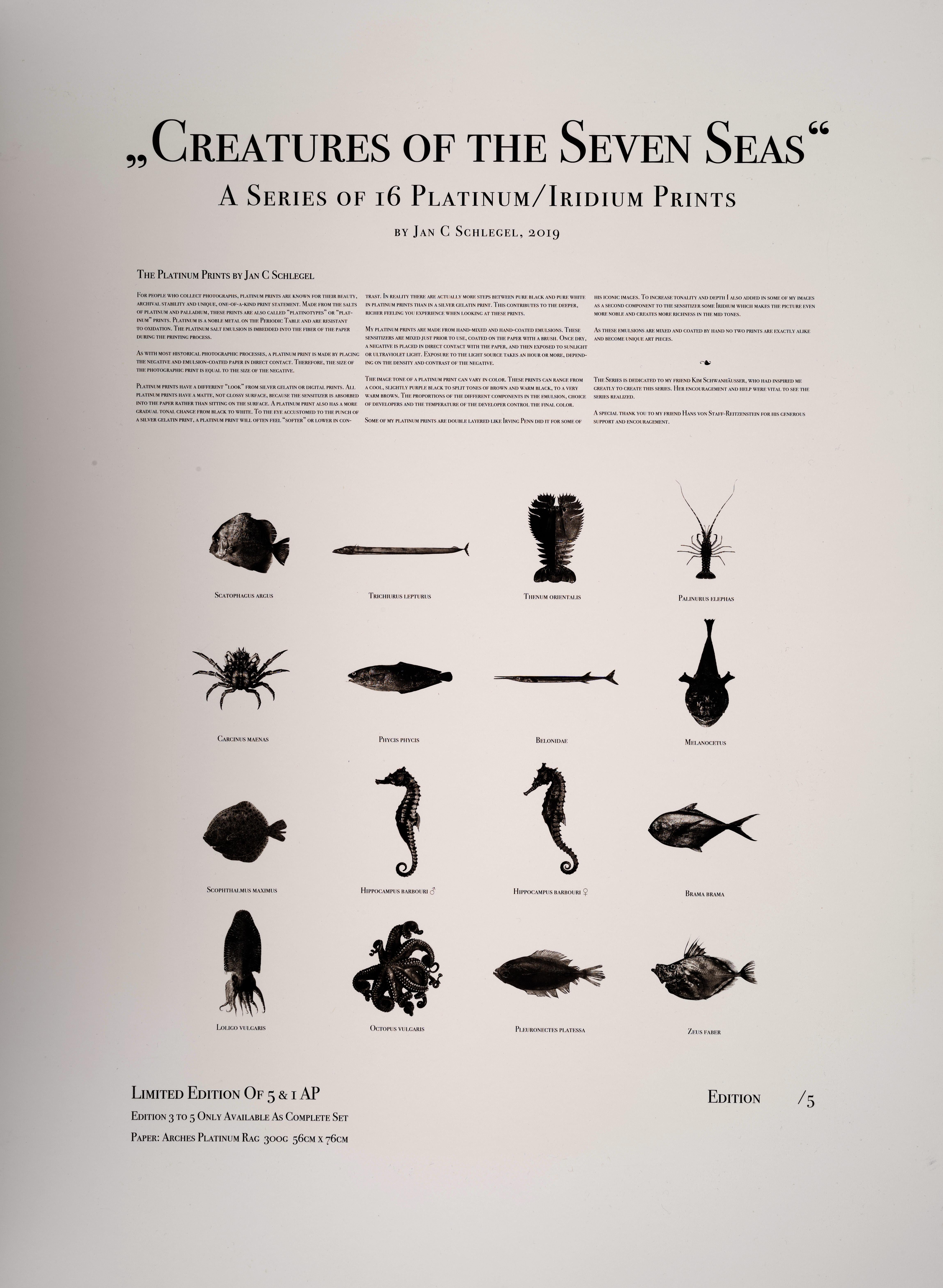 Belonidae, Platin-Iridiumdruck, Fotografie, Zeitgenössisch (Beige), Black and White Photograph, von Jan C. Schlegel
