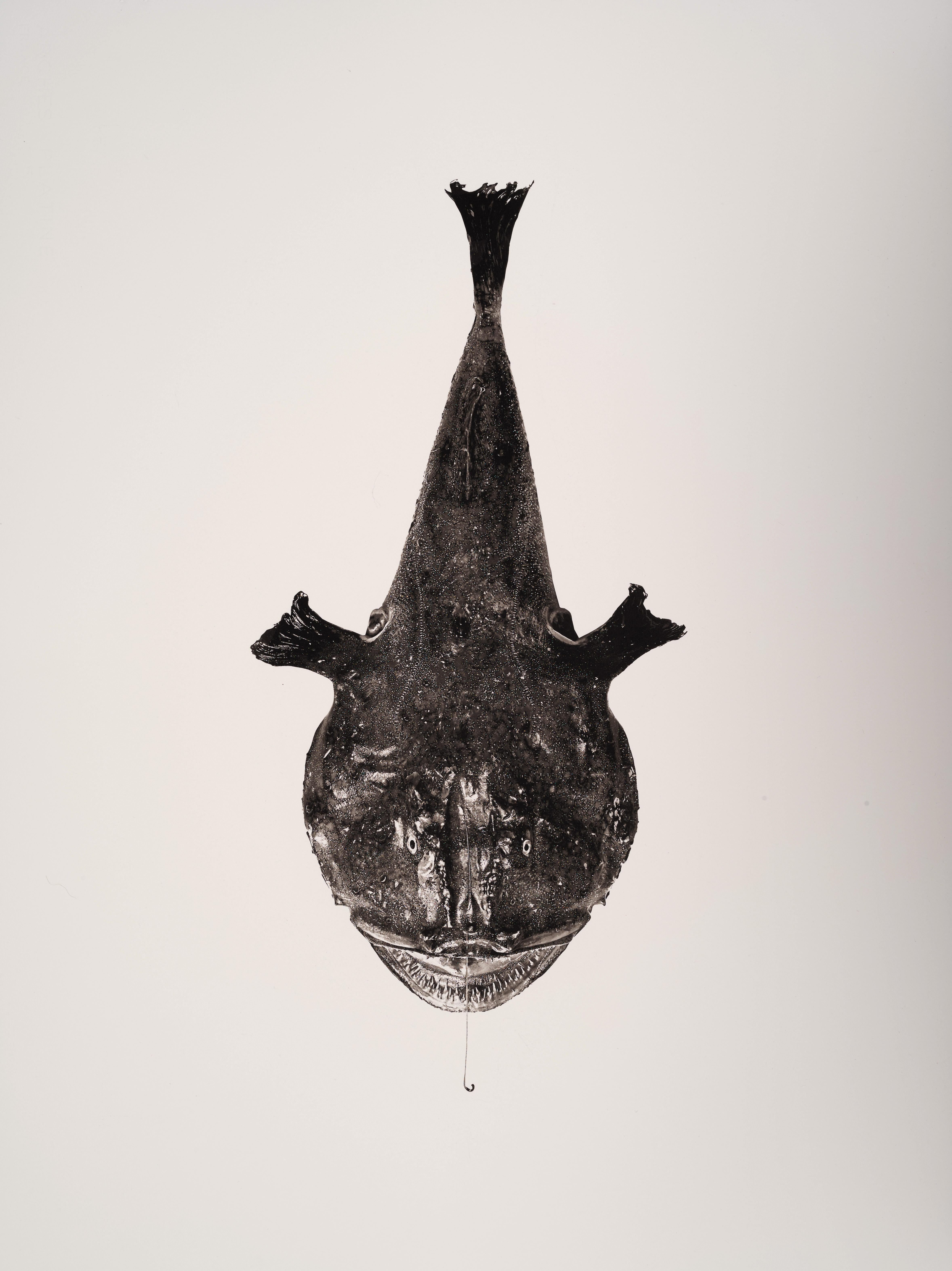 Melanocetus, Platinum Iridium Print, Photography, Contemporary