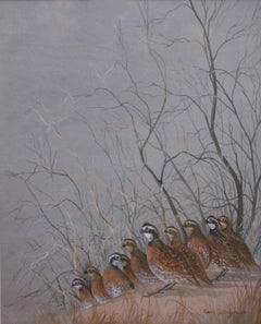 "QUAIL"  BOBWHITES   TEXAS WILDLIFE