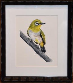 "BLACK FRONTED WHITE EYE" BIRDS