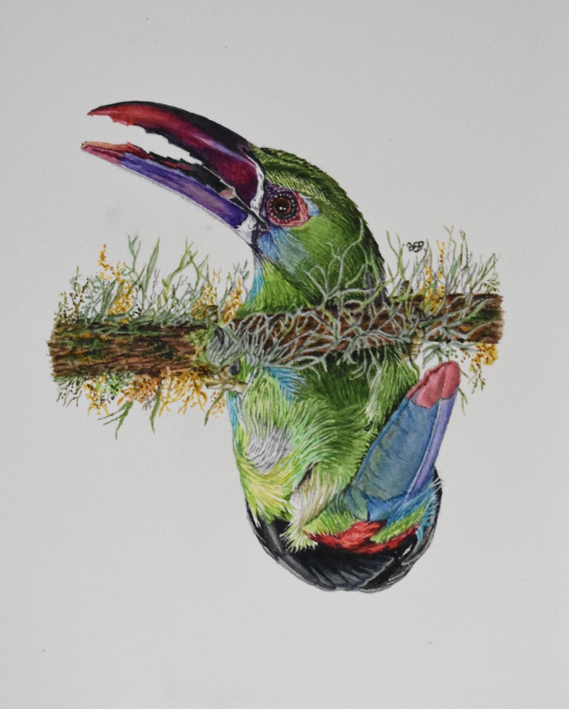 LES BOUCLES RUMPED TOUCANET DERIMSON - Art de Dianna Aldana