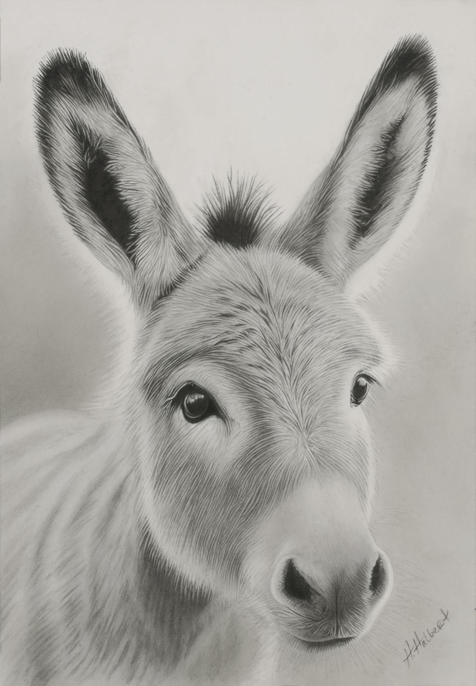 Still-Life de Halbert - "BABY DONKEY" GRAPHITE #2 PENCIL DRAWING STUNNING, HEHAW!