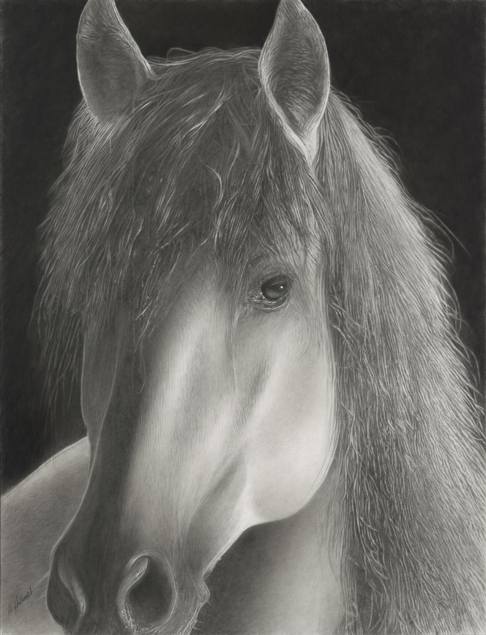 "ANDALUSIAN" HORSE GRAPHITE #2 PENCIL DRAWING STUNNING. FRAMED 34 X 27 SPANISH
