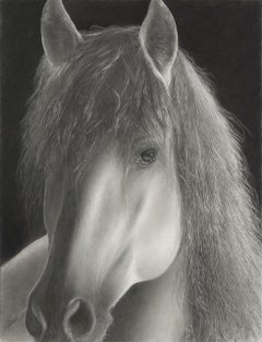 "ANDALUSIAN" HORSE GRAPHITE #2 PENCIL DRAWING STUNNING. FRAMED 34 X 27 SPANISH