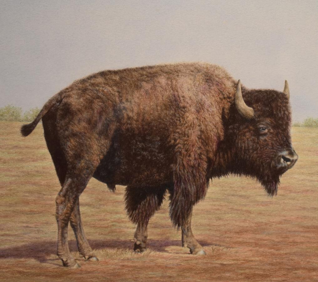buffalo drawing