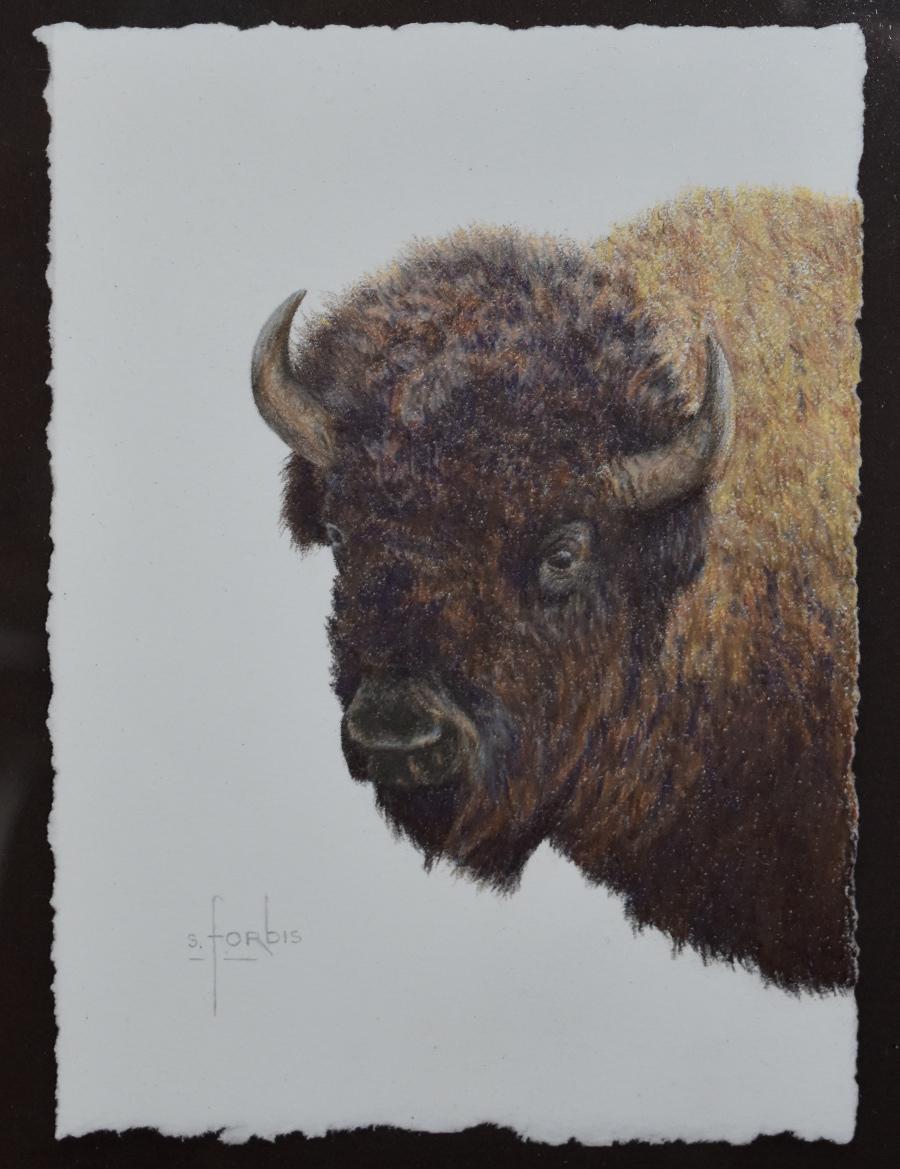 Steve Forbis Animal Art - "Great Plains Heritage" Shoulder Mount Buffalo Bison Drawing