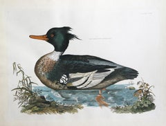 Merganser croisé rouge d'illustrations de l'ornithologie britannique Pl.58 de Selby