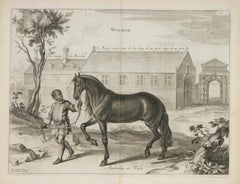 Antique Mackomilia un Turke - a General System of Horsemanship, 1658