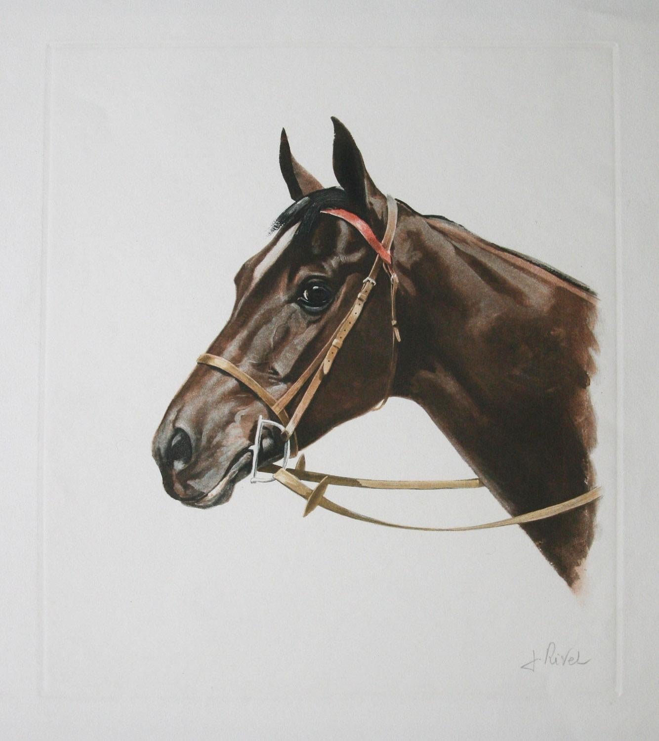 Cheval ( horse head ) – Frontal Rouge by J. Rivet original etching