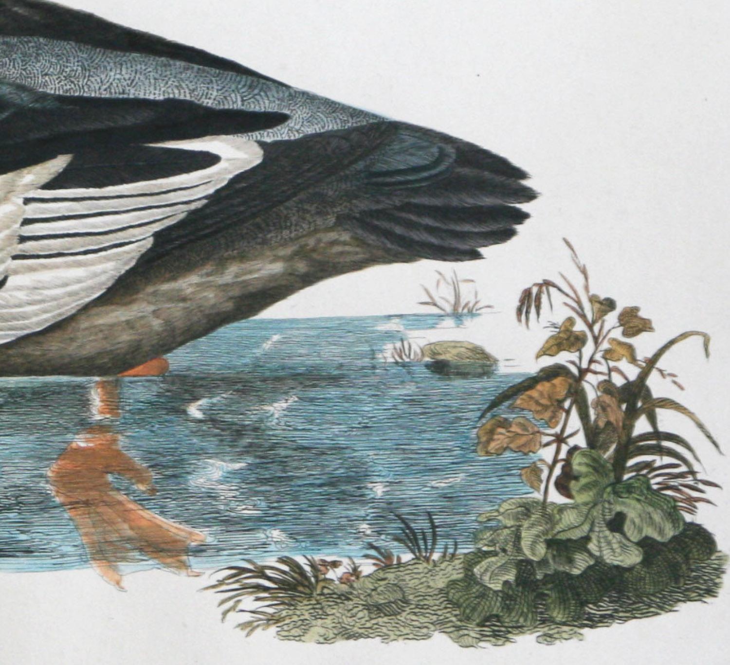 Merganser croisé rouge d'illustrations de l'ornithologie britannique Pl.58 de Selby - Gris Landscape Print par Prideaux John Selby 