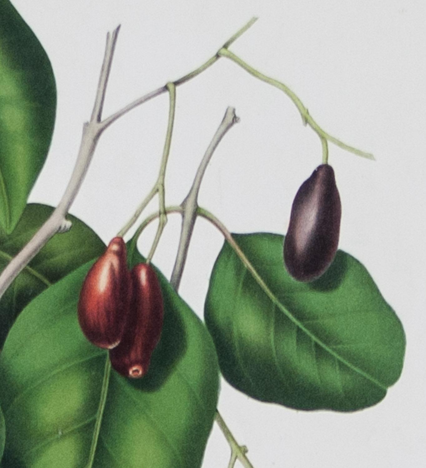 Sizgium Jambolanum  (  black plum ) 'Fleurs, fruits.....  by Hoola van Nooten  - Print by Bertha Hoola van Nooten 