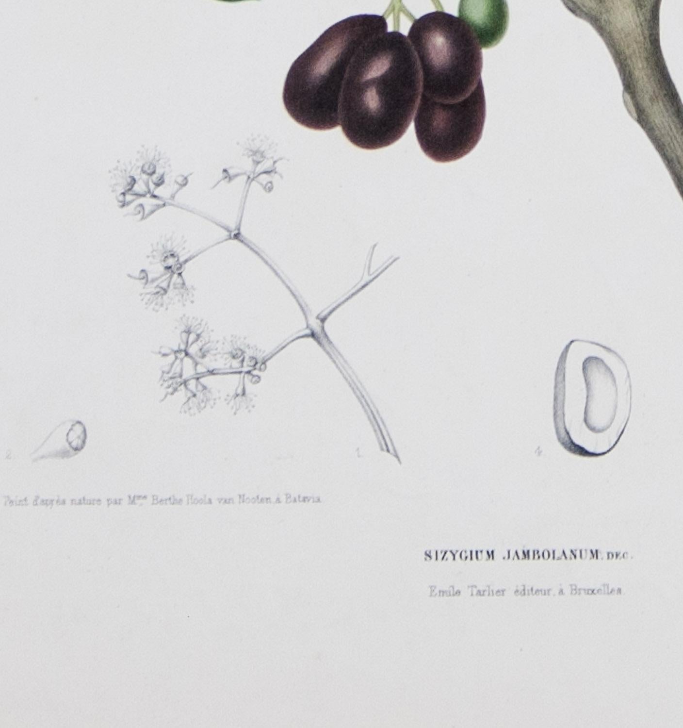 Sizgium Jambolanum  (  ciruela negra ) 'Fleurs, fruits.....  por Hoola van Nooten - Still-Life Print Negro de Bertha Hoola van Nooten 