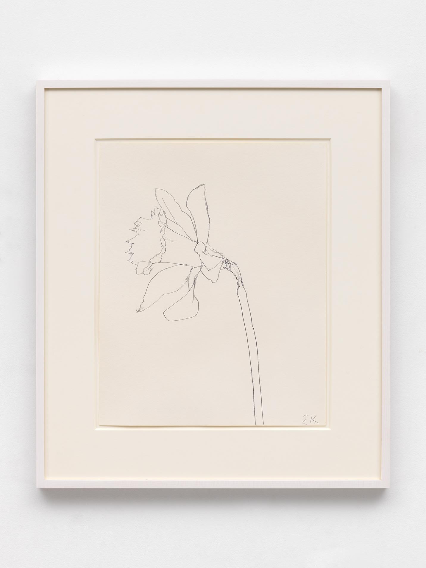 Daffodil - Art by Ellsworth Kelly