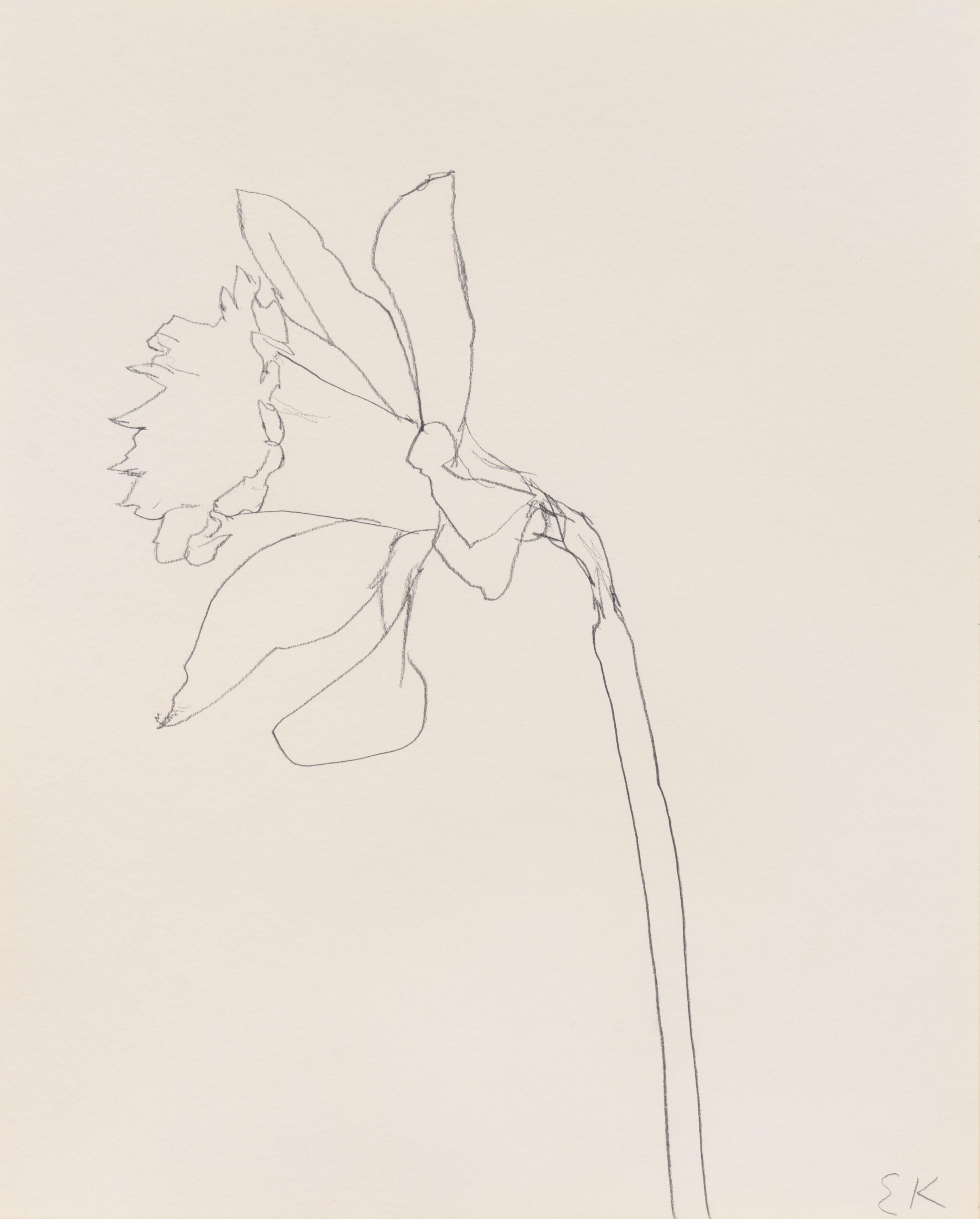 Ellsworth Kelly Still-Life - Daffodil