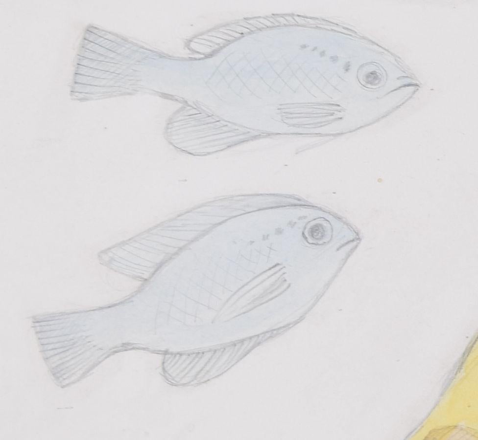 Fish aquarium pencil and watercolour drawing by Jane Gray ARCA For Sale 1