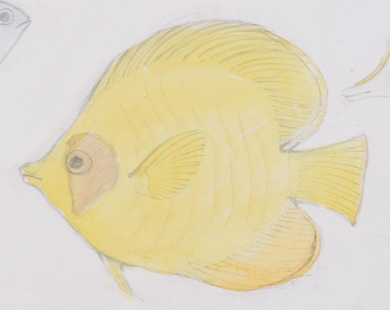 Fish aquarium pencil and watercolour drawing by Jane Gray ARCA For Sale 2