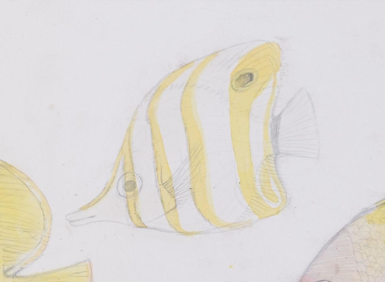 Fish aquarium pencil and watercolour drawing by Jane Gray ARCA For Sale 3