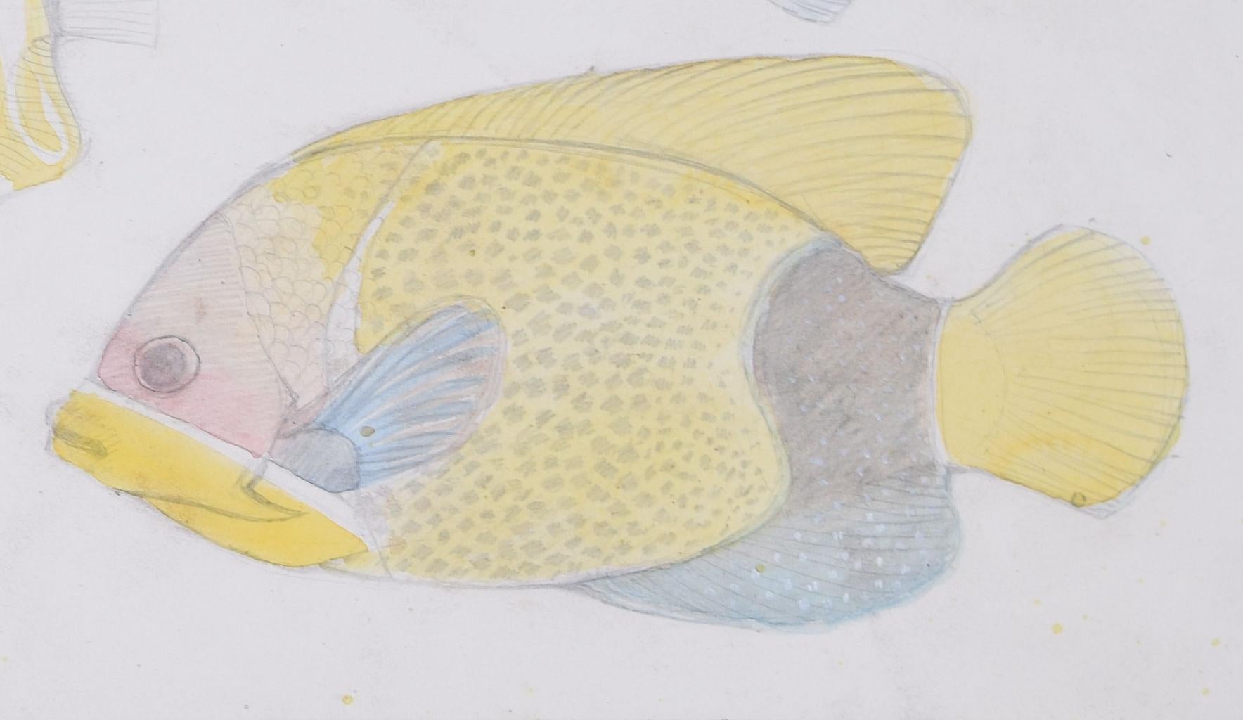 Fish aquarium pencil and watercolour drawing by Jane Gray ARCA For Sale 4