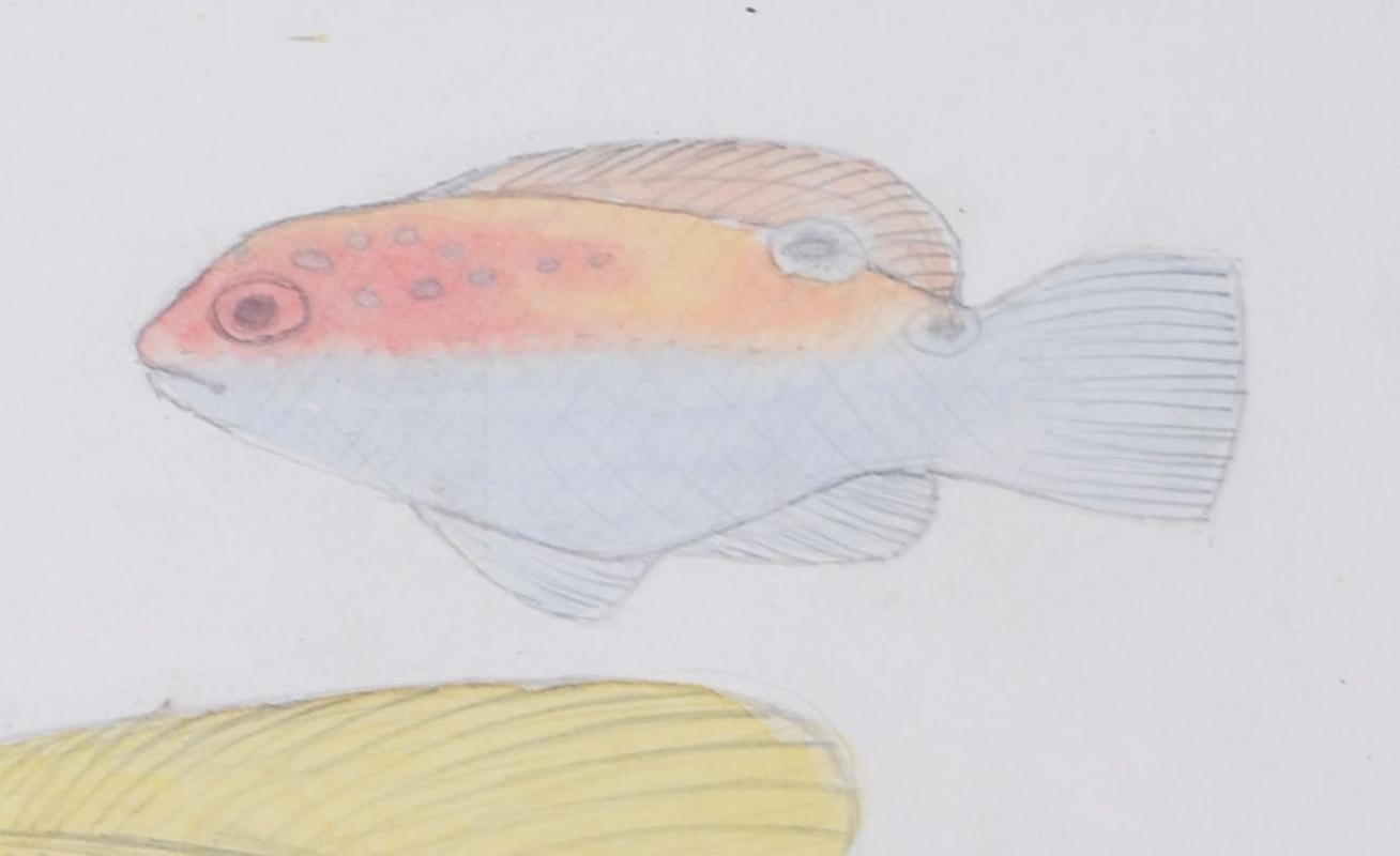 Fish aquarium pencil and watercolour drawing by Jane Gray ARCA For Sale 5