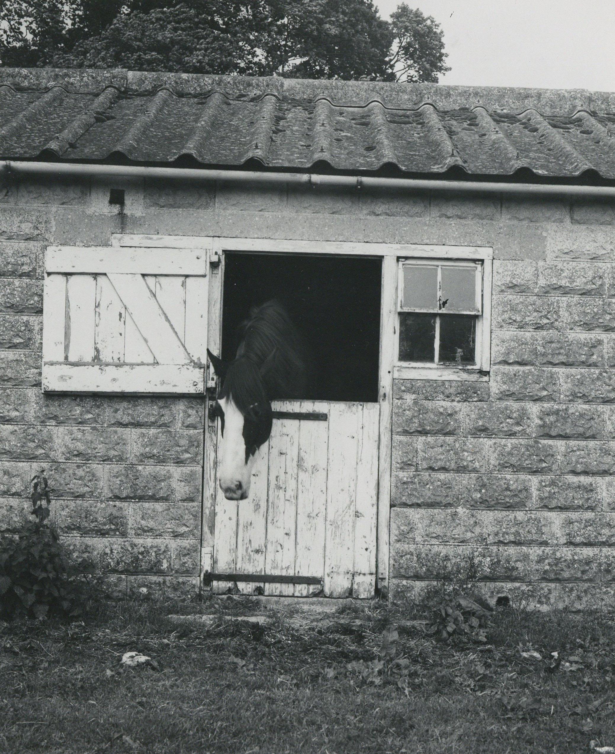 Rosemary Ellis Windows XIII Gelatin Silver Photograph Print horse stable