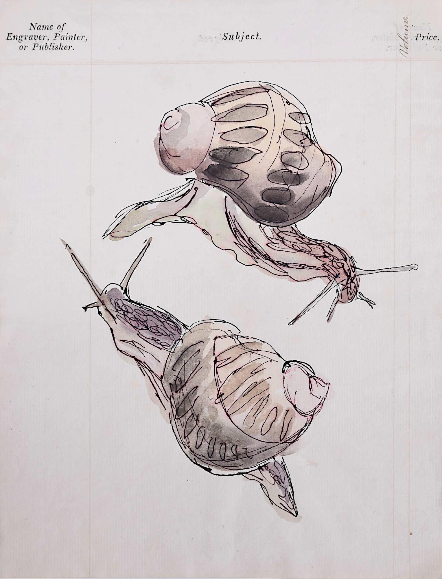 Rosemary Ellis - Aquarelle escargot moderne - Art britannique - Nature morte - Milieu de siècle moderne