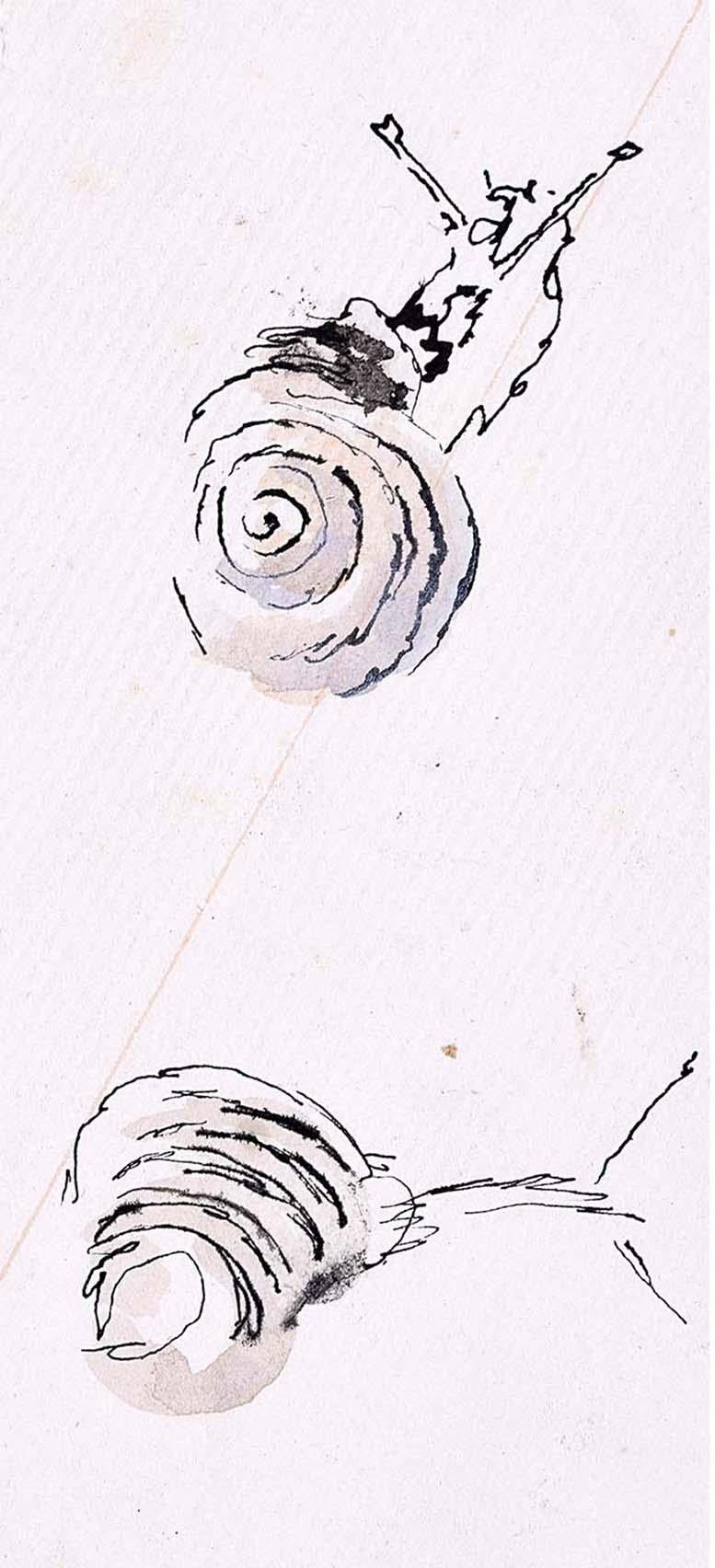 Modernes Aquarell-Aquarell "Snail XIV" von Rosemary Ellis für die britische Kunst, Mid-Century