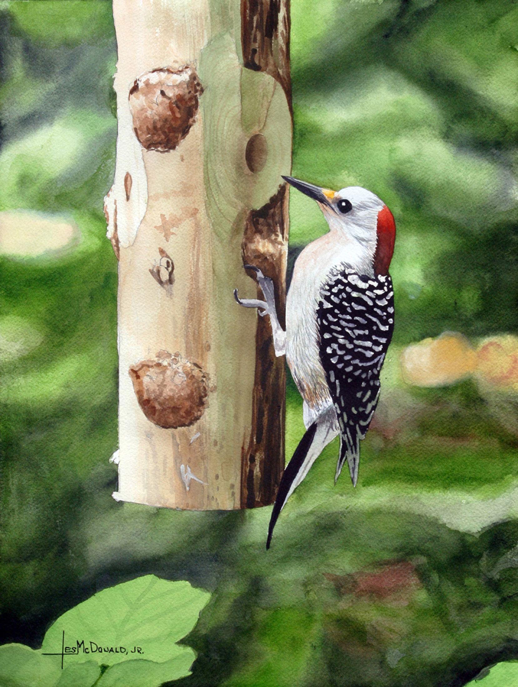 Red-bellied Woodpecker, Painting, Watercolor on Paper - Art by Leslie McDonald Jr