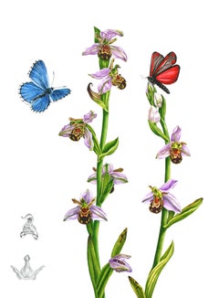 Bienen Orchideen, Gemälde, Aquarell auf Aquarellpapier