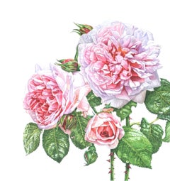 Rosa Eglantine, Painting, Watercolor on Paper