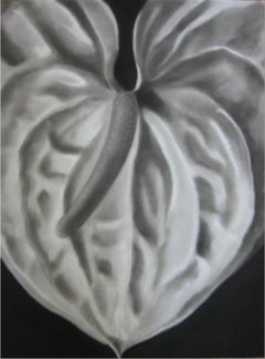 Flower, Drawing, Charcoal on Paper