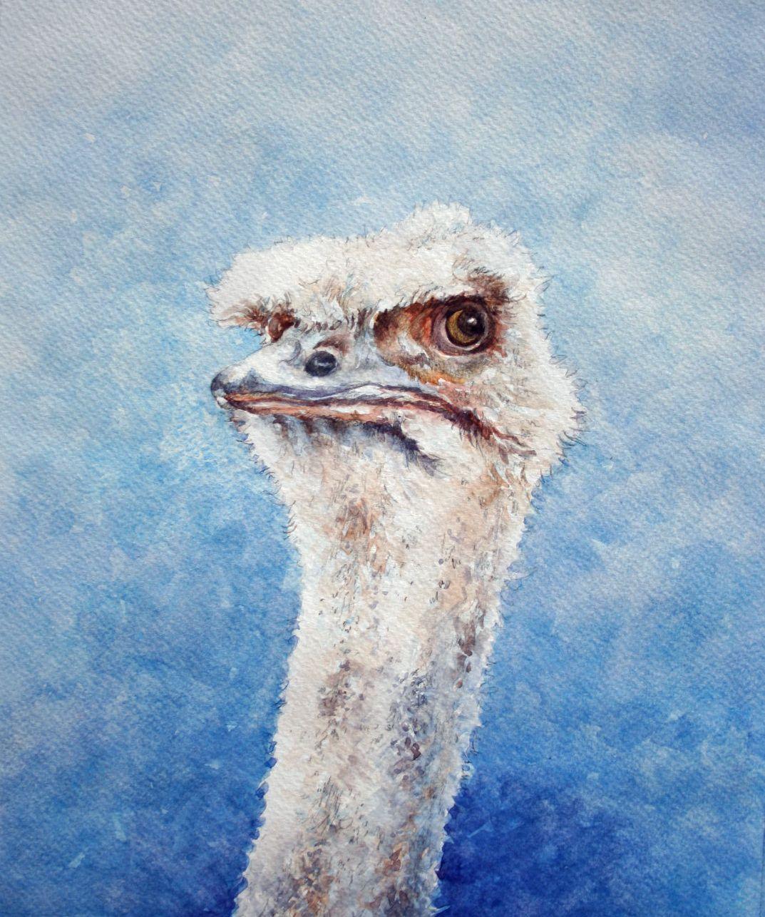 The Look. Ostritch, Painting, Watercolor on Watercolor Paper - Art by Christopher Hughes