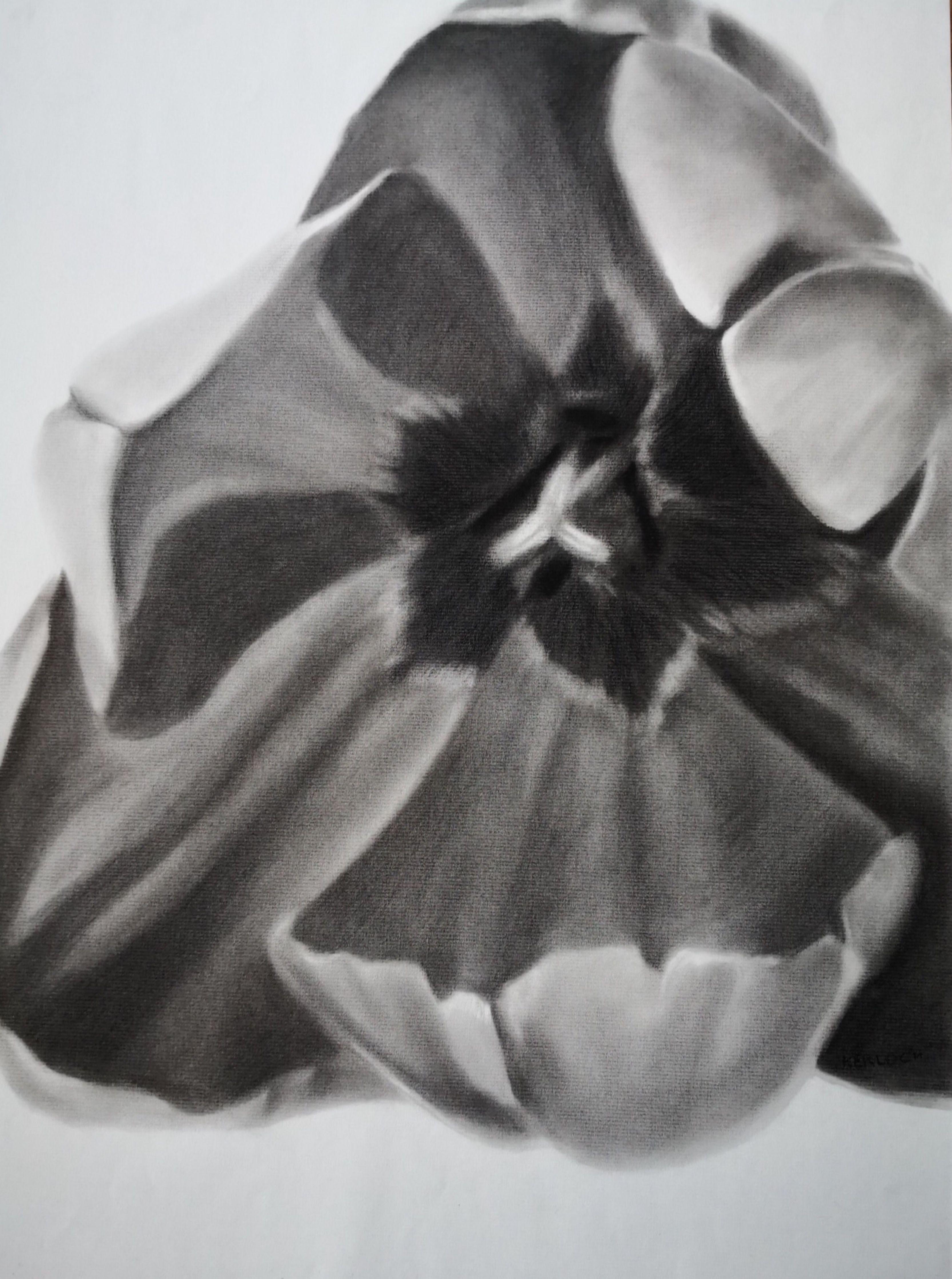 Tulip, Drawing, Charcoal on Paper